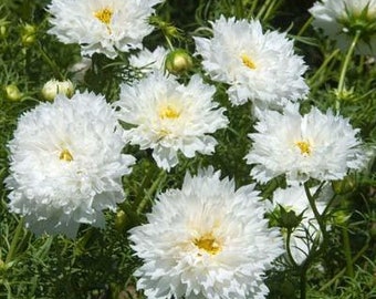 50 Double Dutch White Cosmos Flower Seeds