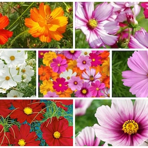 300 Complete Mix Cosmos Flower Seeds