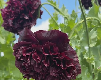 May include: Multiple deep dark purple, almost black, ruffled poppy flowers with dense, layered petals. The flowers are attached to long, slender green stems with serrated, light green leaves, set against a bright blue sky with white clouds.