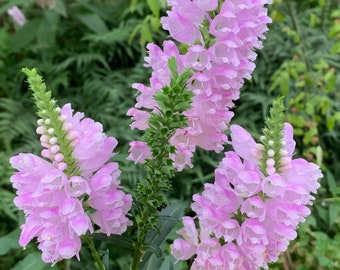 100 Tall Obedient Plant Flower Seeds