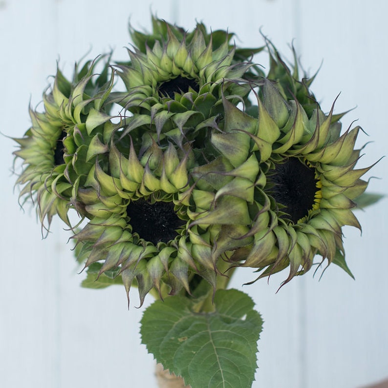 20 SunFill Purple Sunflower Seeds For Summer Plantings image 1.