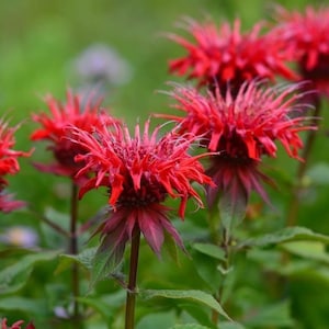 25 Red Bee Balm Flower Seeds