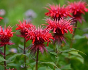 May include: Close-up of red bergamot flowers in bloom. The flowers have a spiky, star-shaped appearance with delicate petals.
