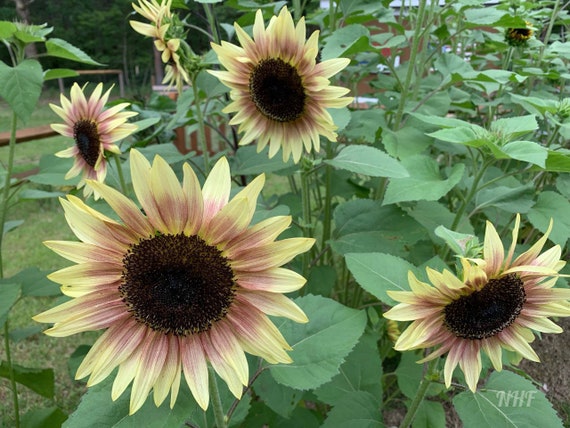 sunflower KZ1028-sunflower_1_grande.jpg?