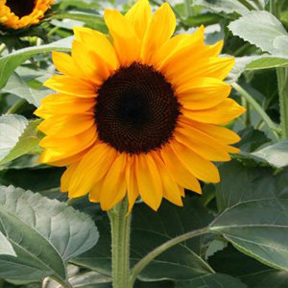 25 Procut Orange Sunflower Seeds - Etsy Canada