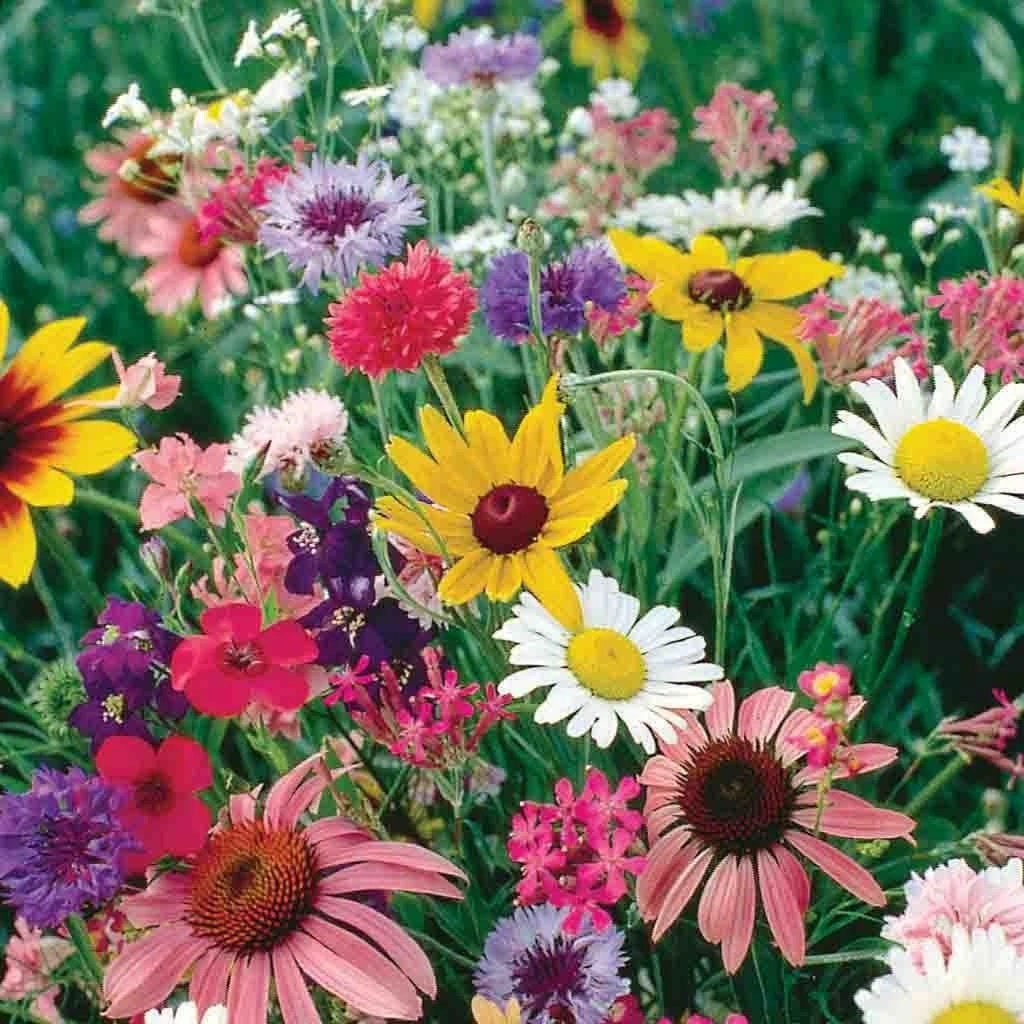 カシニョール 、【BUNCH OF FLOWERS IN MEADOW】 wildflowers-in-summer-garden.