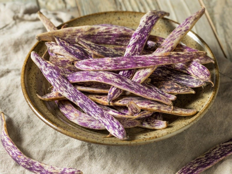 New Hill Farms Dragon's Tongue Bush Bean Seeds - Thumbnail 2
