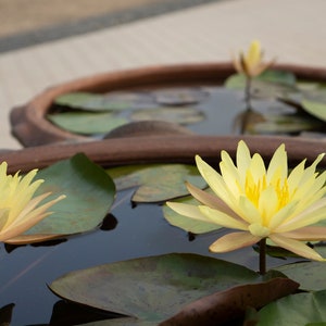 Bonsai Yellow Water Lily Kit / Yellow Lotus Flower Seeds image 3
