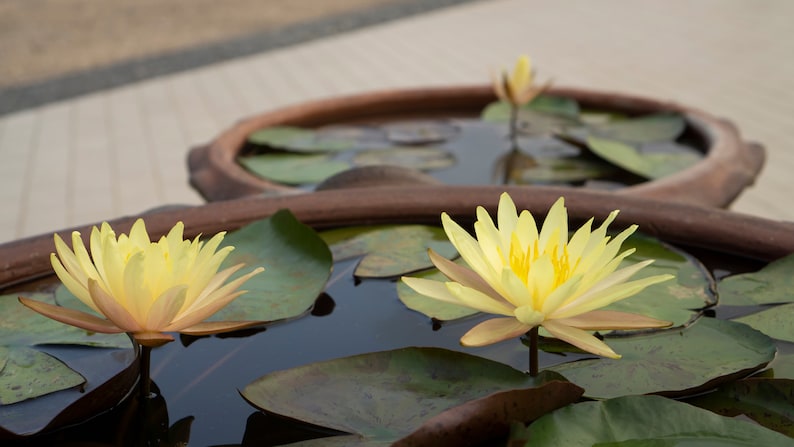 Bonsai Yellow Water Lily Kit / Yellow Lotus Flower Seeds image 3