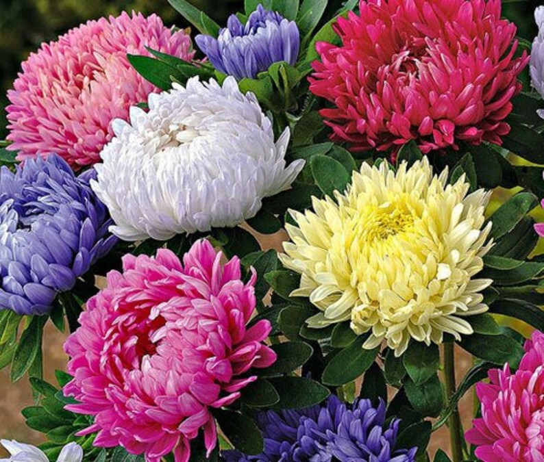 200 Duchess Peony Aster Flower Seeds For Spring Plantings Etsy