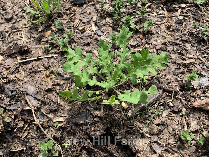 New Hill Farms Lady Bird Poppy Seeds - Thumbnail 3