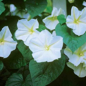 25 graines de liseron blanc (Gloire du matin)
