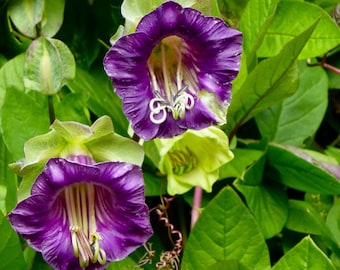 10 Violet Cup and Saucer Vine Flower Seeds