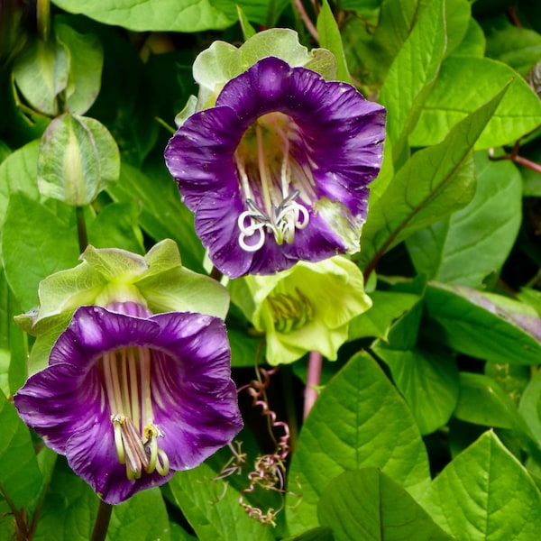 10 Violet Cup and Saucer Vine Flower Seeds