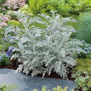 200 Dusty Miller Maritima Flower Seeds