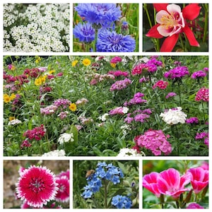 Flower Seeds, Zone 8 - Etsy