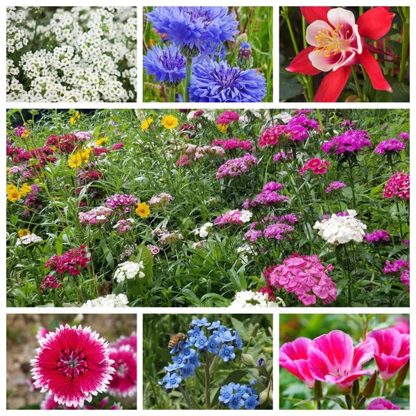 2000 Shade Mix Flower Seeds