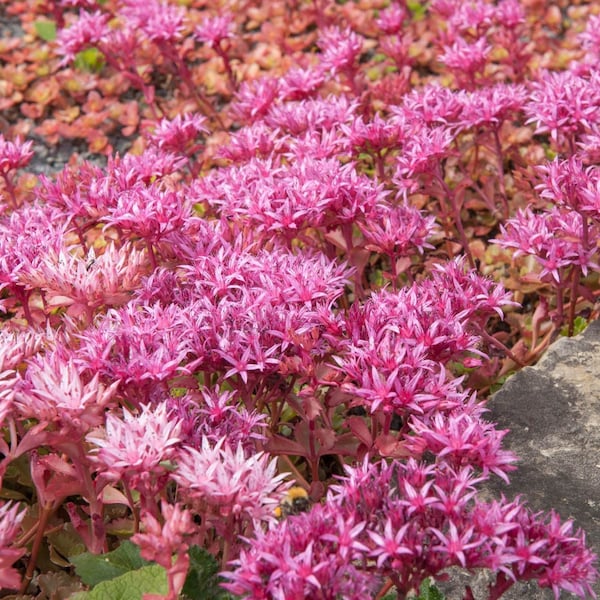 100 Purple Carpet Sedum Succulent Seeds