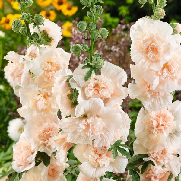 25 Majorette Blush Dwarf Hollyhock Flower Seeds