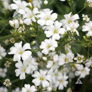 1000 White Annual Babys Breath Flower Seeds