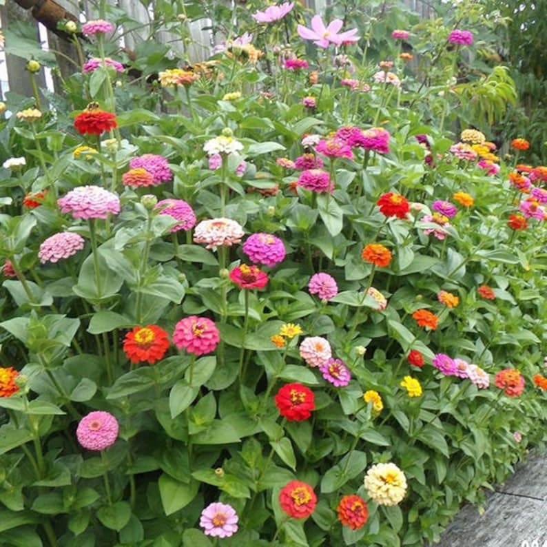 100 Midsized Zinnia Pumila cut and Come Again Etsy