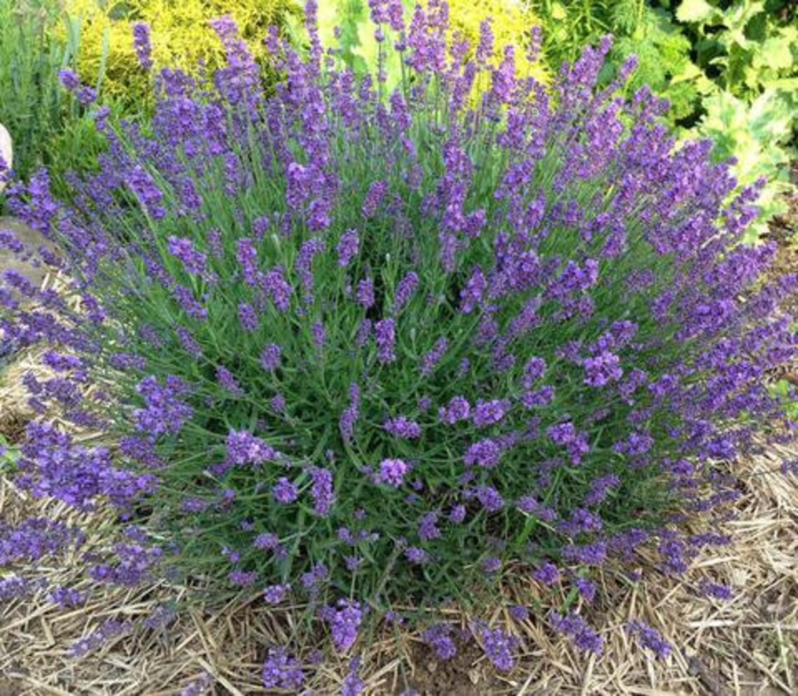 400 True English Lavender Seeds Etsy