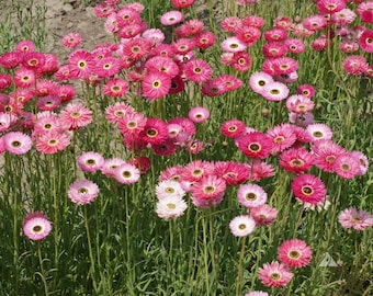 100 Paper Daisy Flower Seeds