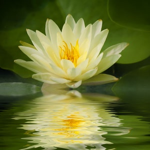 Bonsai Yellow Water Lily Kit / Yellow Lotus Flower Seeds image 1