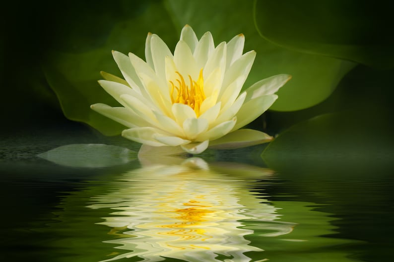 Bonsai Yellow Water Lily Kit / Yellow Lotus Flower Seeds image 1