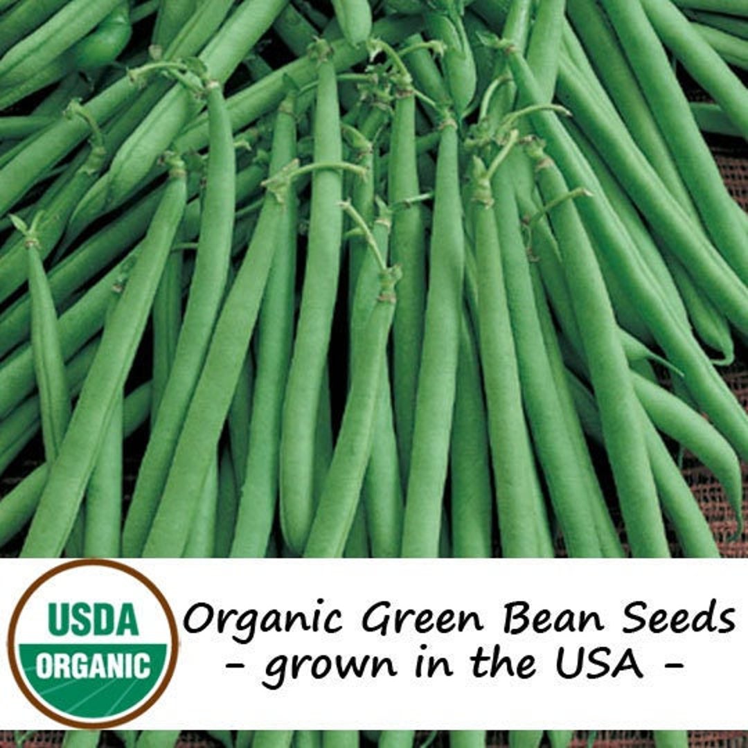 25 Organic Provider Green Bush Bean Vegetable Seeds Etsy