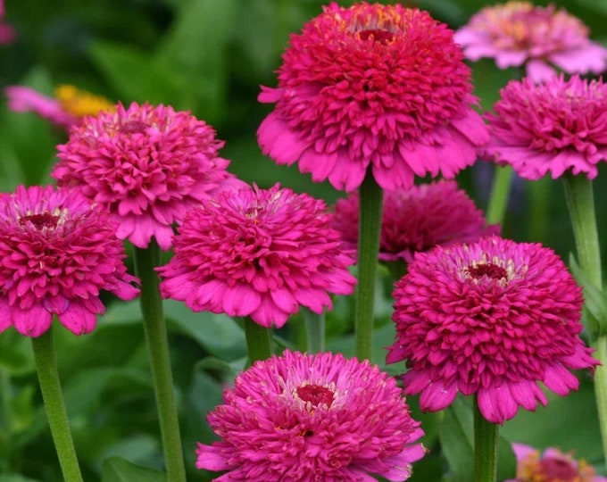 Zinnia Profusion Double Deep Salmon 240 Etsy