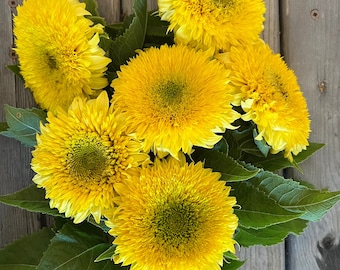 25 Gummy Bear Dwarf Sunflower Seeds