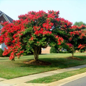 25 Red Dynamite Crepe Myrtle Tree Seeds