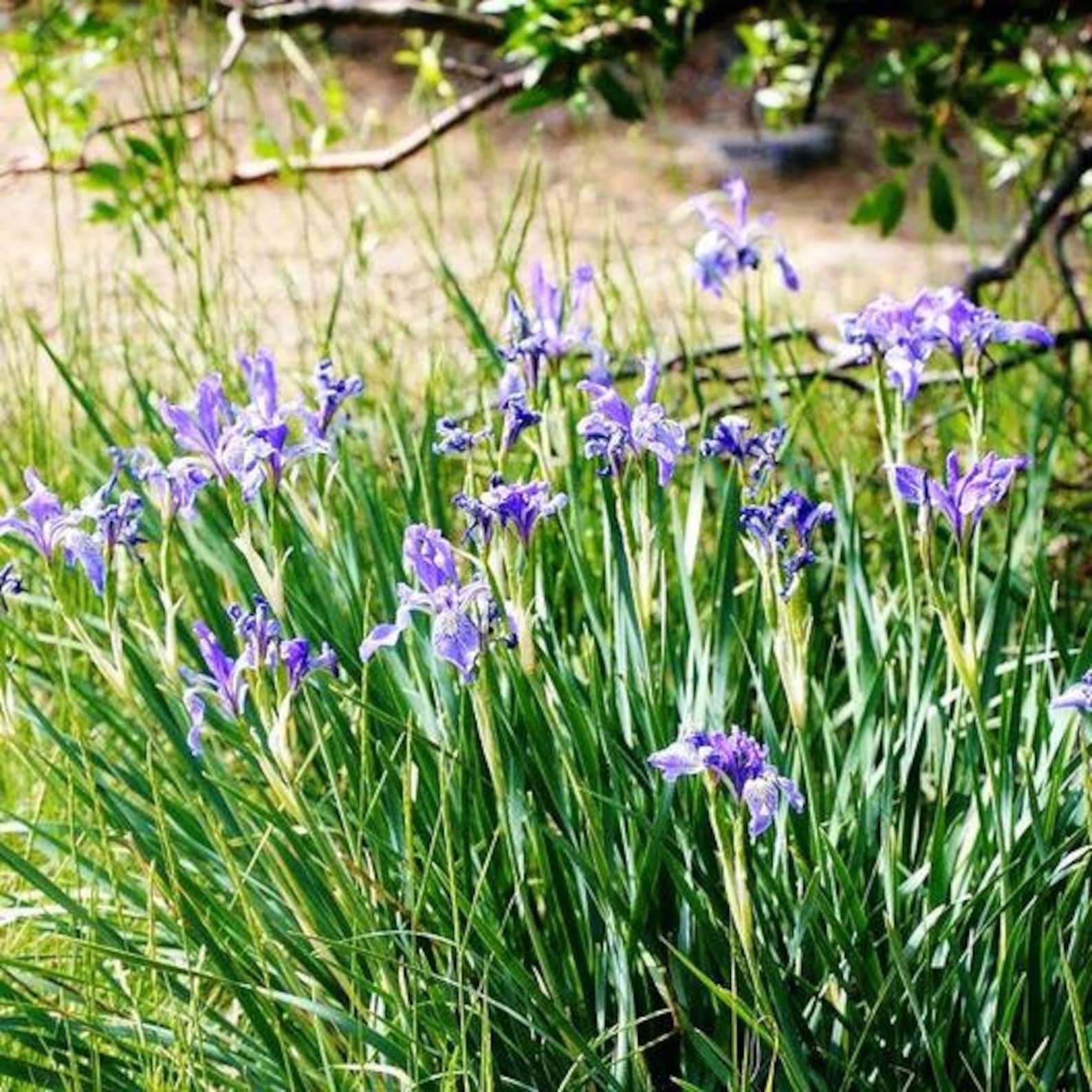 50 Wild Blue Iris Flower Seeds For Fall Plantings Etsy