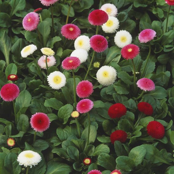 thumbnail image 2 of 2000 English Daisy Mixed Wildflower Seeds | Everwilde Farms Mylar Packet (2024) 2 of 3