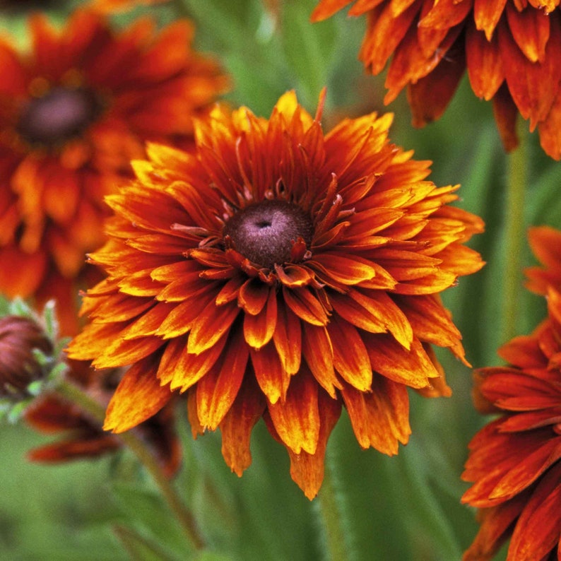 New Hill Farms Cherokee Sunset Rudbeckia Flower Seeds - Thumbnail 2