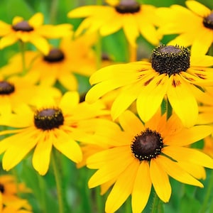 3000 Black Eyed Susan Rudbeckia Flower Seeds