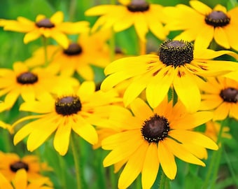3000 Black Eyed Susan Rudbeckia Flower Seeds