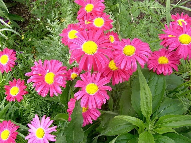 Edmonds Daisy Color 100 Robinsons Painted Daisy Flower Seeds - Etsy