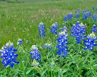 May include: A field of bluebonnet wildflowers in bloom. The flowers are a vibrant blue with white centres and are surrounded by green grass.