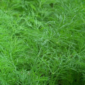May include: A close-up of a patch of green dill growing in a garden. The dill is lush and vibrant, with delicate, feathery leaves.