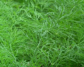 200 Organic Bouquet Dill Herb Seeds