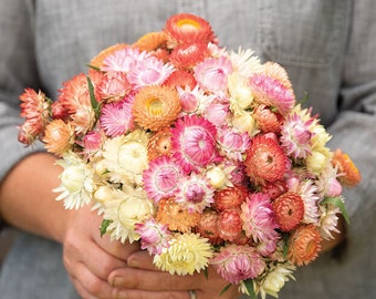 100 conchas marinas mezclan semillas de flores de flor de paja