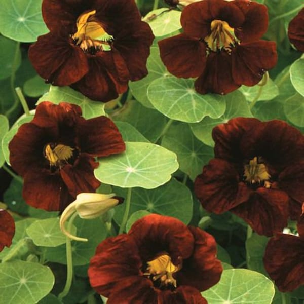 25 Black Velvet Nasturtium Flower Seeds