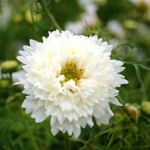 50 Double Dutch White Cosmos Flower Seeds