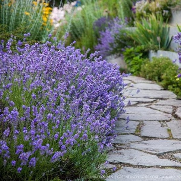 500 True English Lavender Flower Seeds