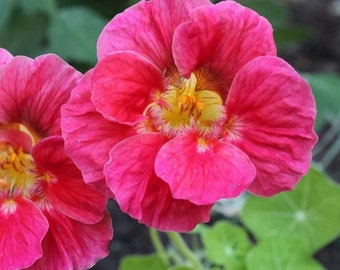 25 Wild Cherry Nasturtium Flower Seeds