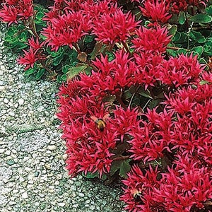 50 Summer Glory Sedum Succulent Seeds image 1