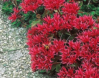 50 Summer Glory Sedum Succulent Seeds