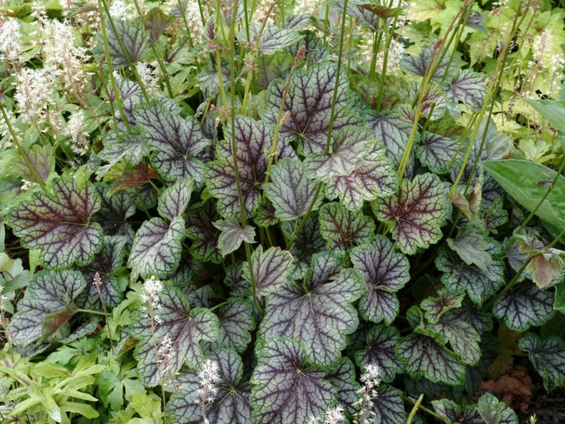 50 Americana Coral Bells Heuchera Flower Seeds image 1